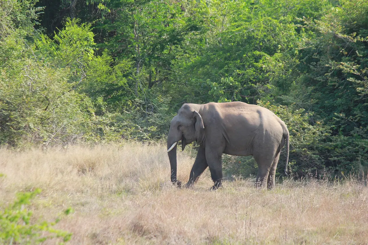 Wild elephant in the scrubland near Arugam Bay