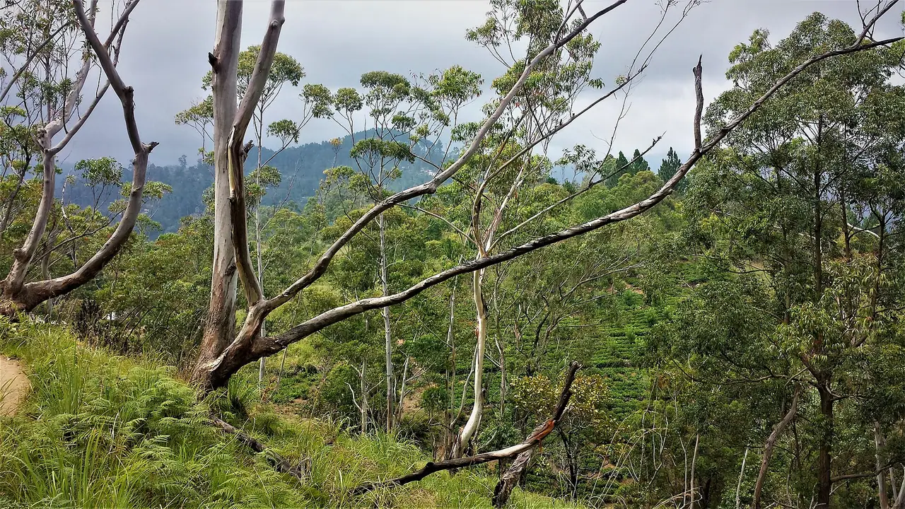 View from the Ella Rock hike