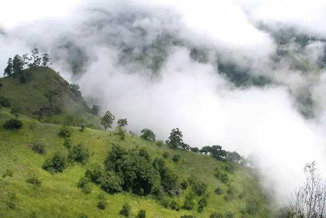 Trees on misty slopes in Ella