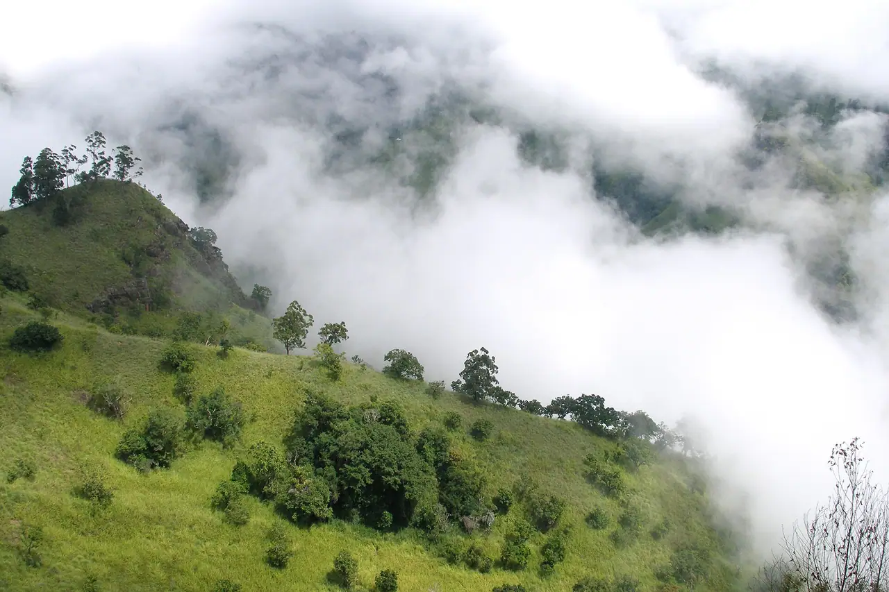 Trees on misty slopes in Ella