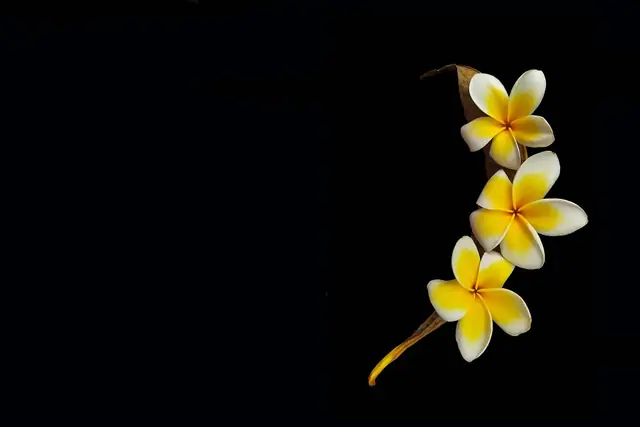 Frangipani flowers