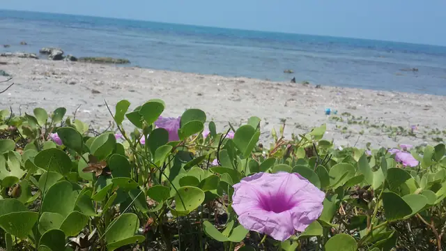 KKS beach near Jaffna