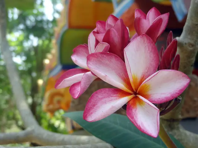 Frangipani flower in Jaffna