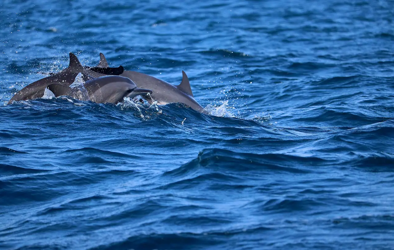 Spinner dolphins off Kalpitiya