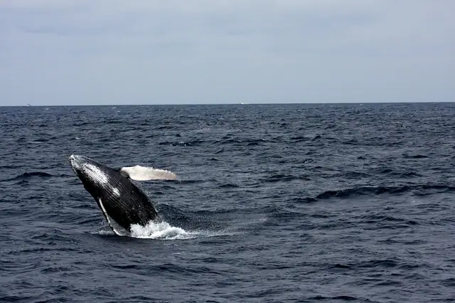 Humpback whale off Kalpitiya