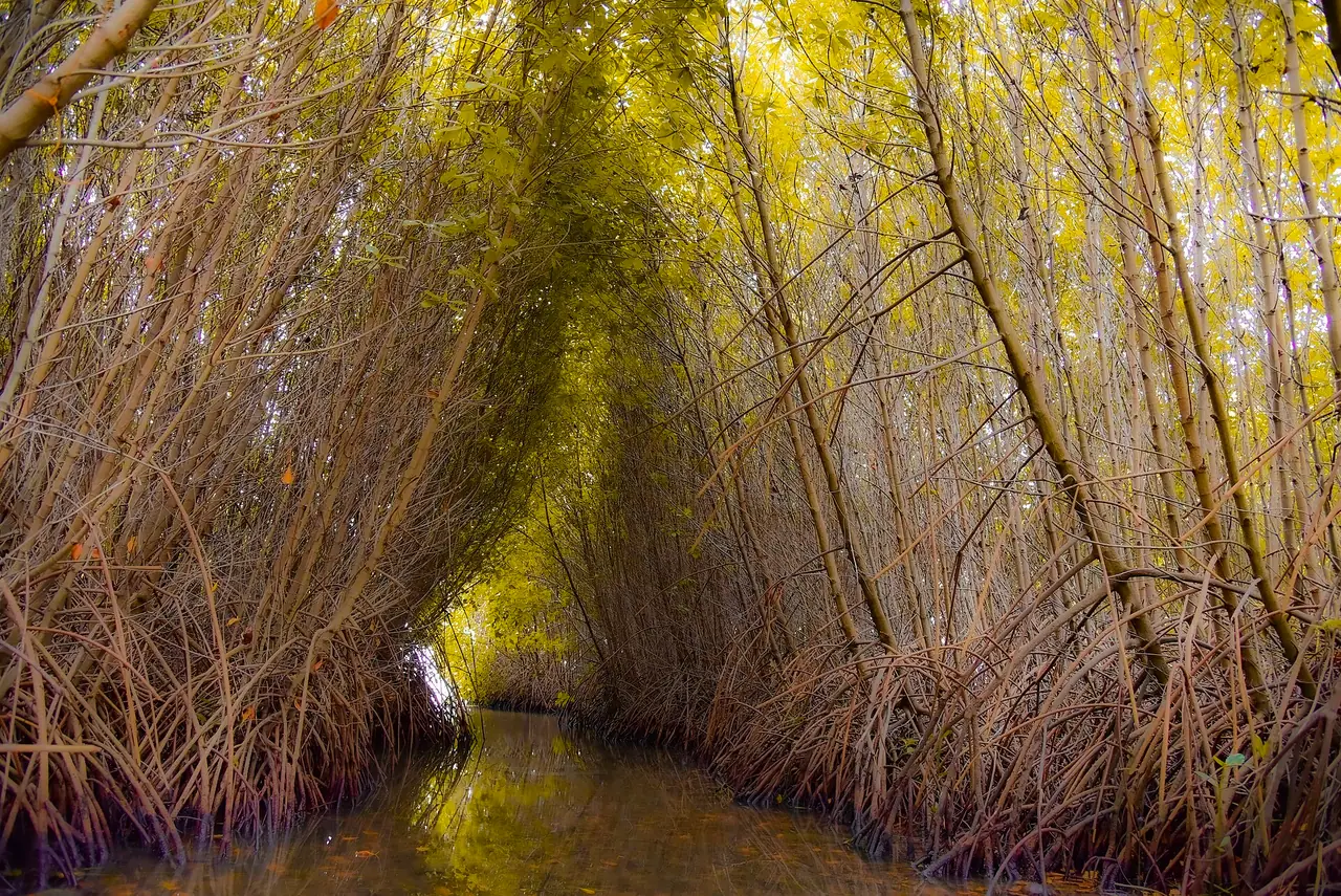 Mangrove forest near Kalpitiya