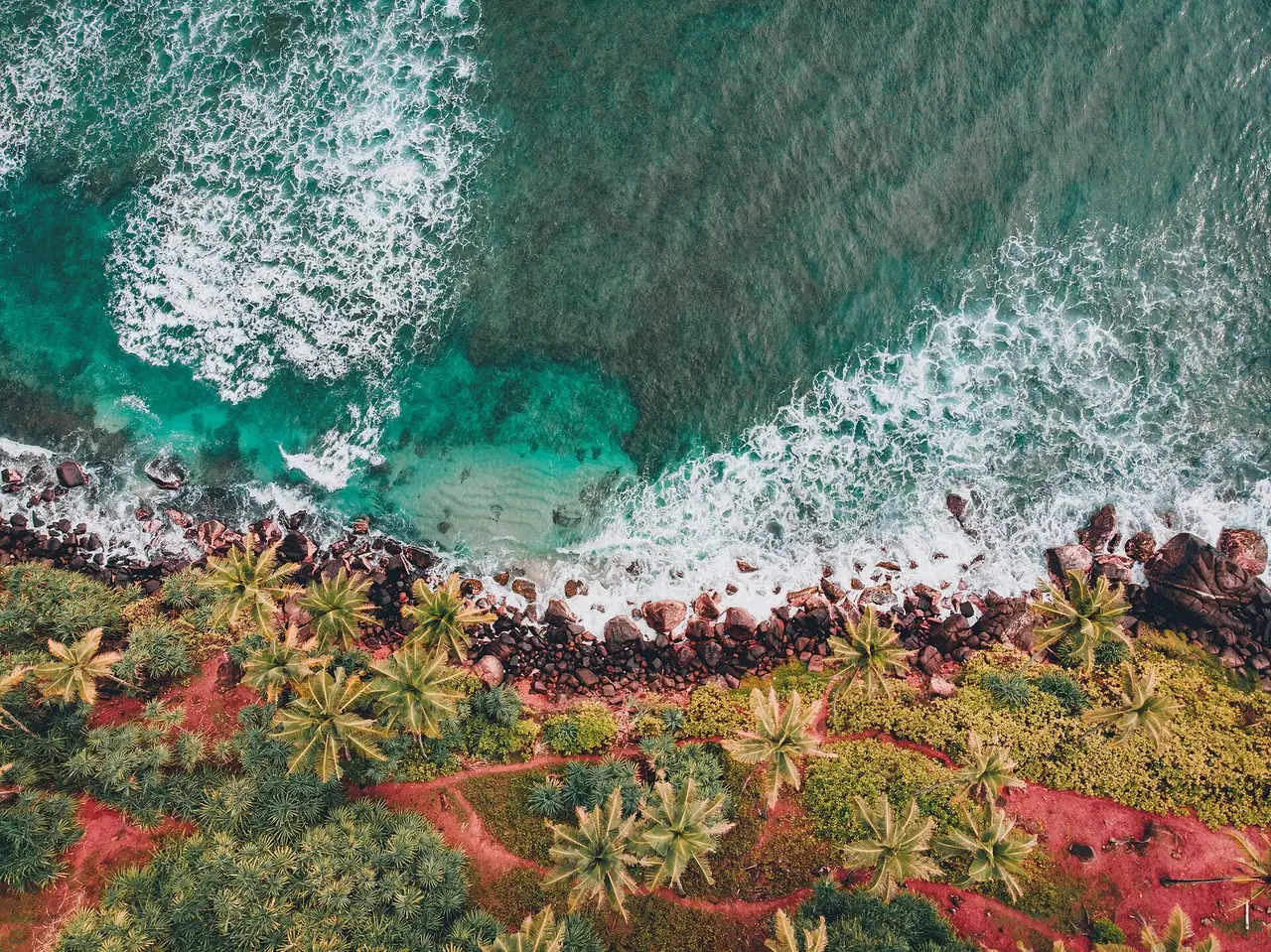 Coconut palms on the hill above Mirissa beach