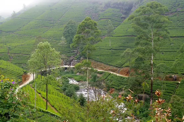 Tea plantations near Nuwara Eliya