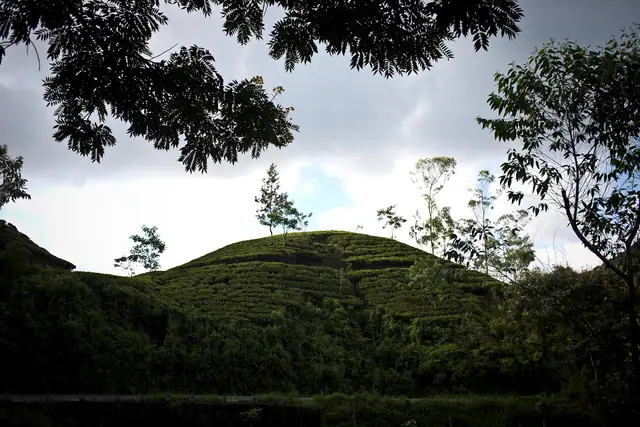 Tea estates in Nuwara Eliya