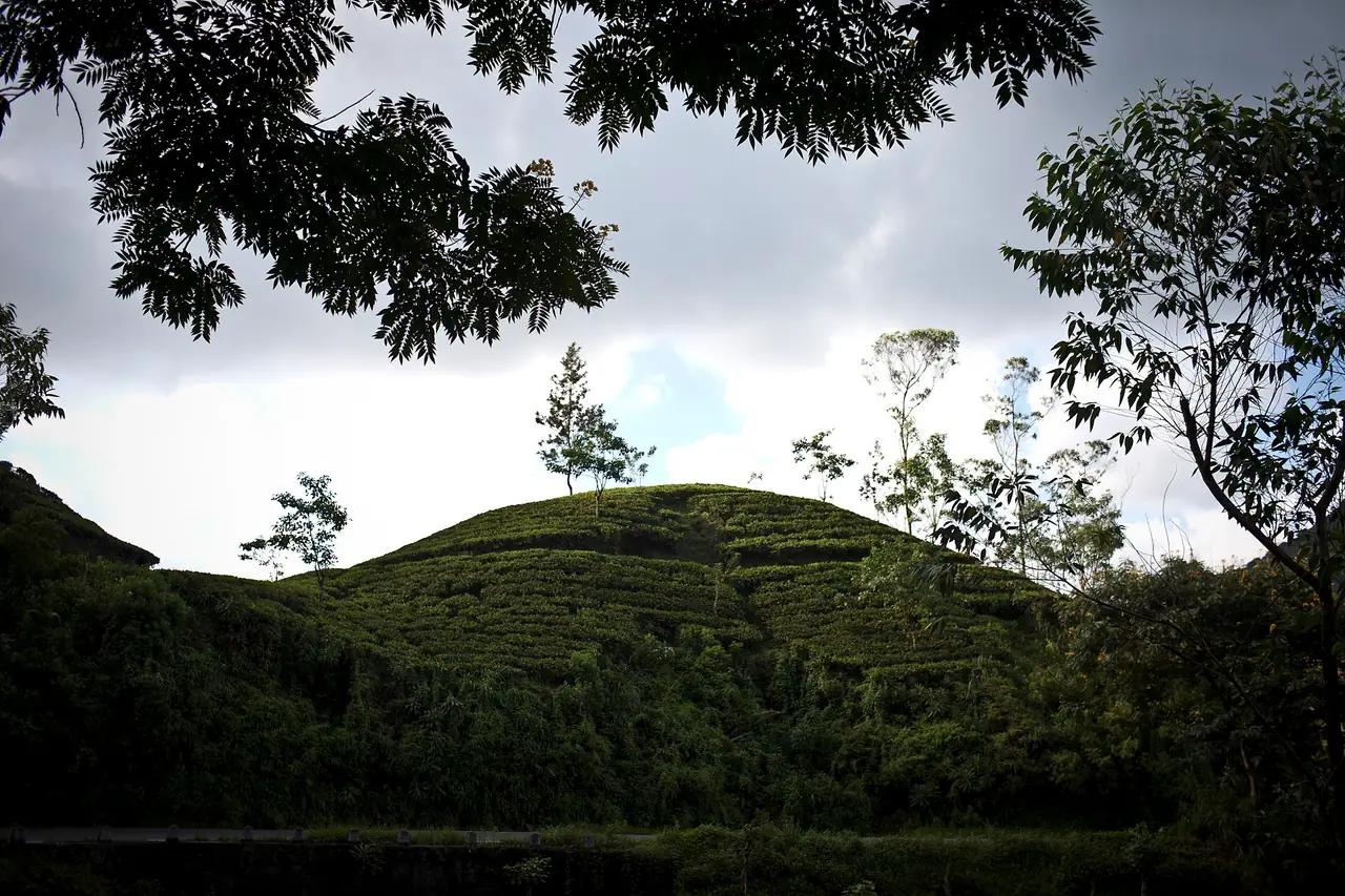 Tea estates in Nuwara Eliya