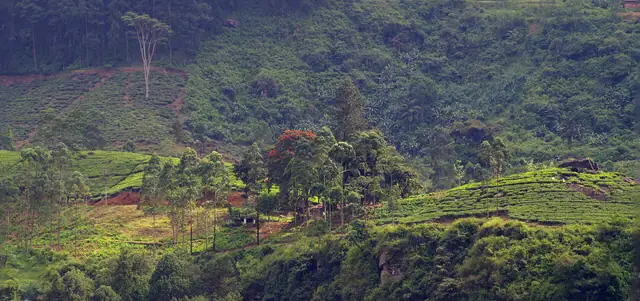 Tea plantations near Nuwara Eliya