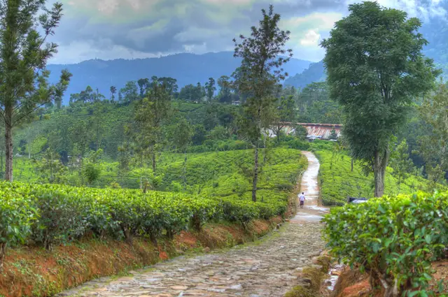 Hills around Nuwara Eliya