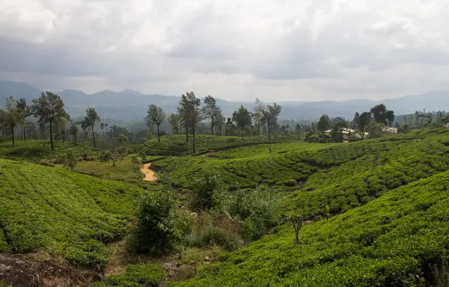 Tea plantations in Nuwara Eliya