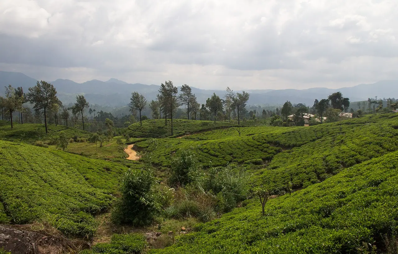 Tea plantations in Nuwara Eliya