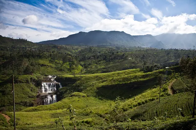 Tea estates in Nuwara Eliya