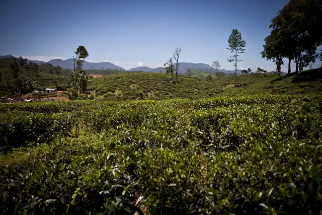 Tea estates in Nuwara Eliya