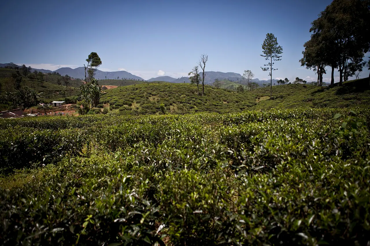 Tea estates in Nuwara Eliya