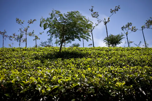 Tea estates in Nuwara Eliya