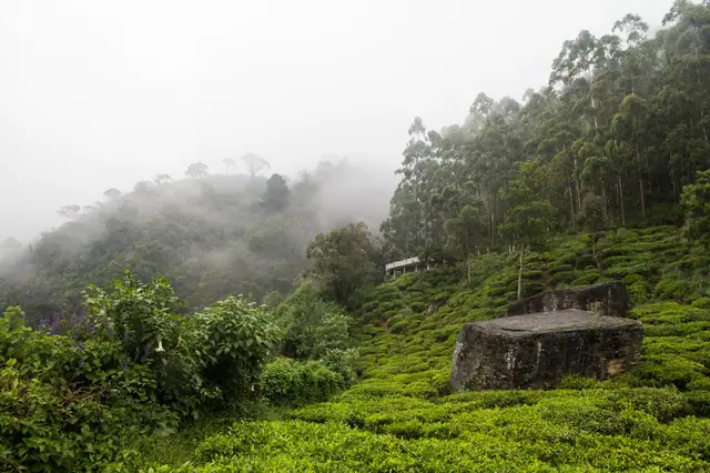 Tea plantations near Nuwara Eliya