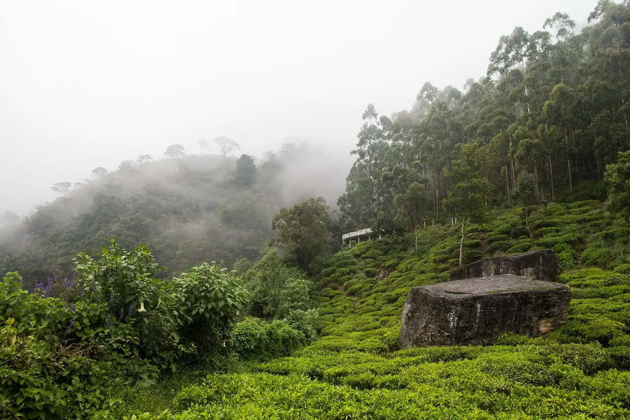 Tea plantations near Nuwara Eliya