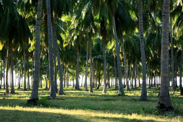Coconut palms in Pasikudah