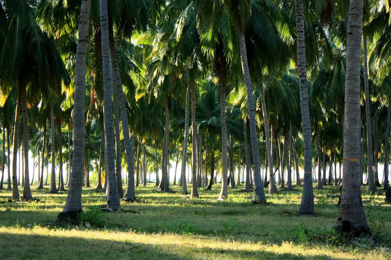 Coconut palms in Pasikudah