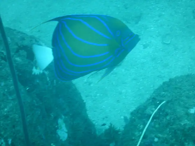 Reef underwater off Unawatuna