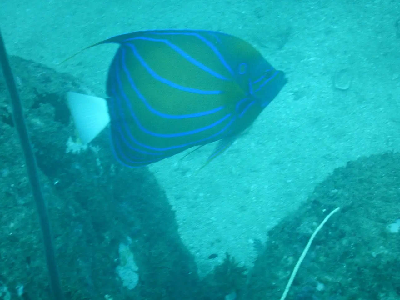 Reef underwater off Unawatuna